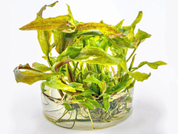 Usteris Wasserkelch - Cryptocoryne usteriana in vitro